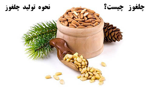 آموزش کاشت چلغوز